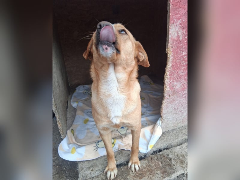 Simba - menschenbezogen