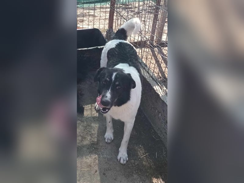 Joschi - seit 4 Jahren im Shelter