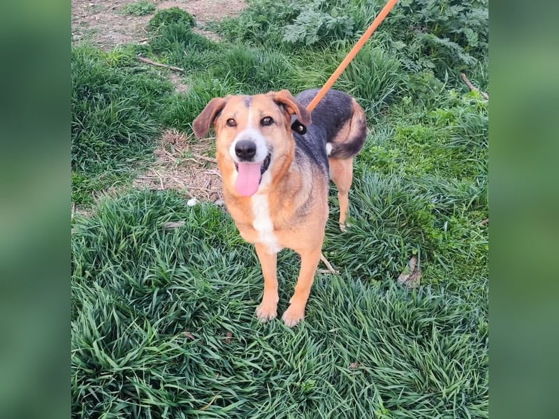 Glorie - von ihrem Besitzer ausgesetzt Glorie - von ihrem Besitzer ausgesetzt