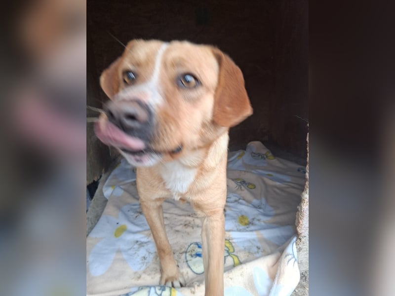 Simba - menschenbezogen