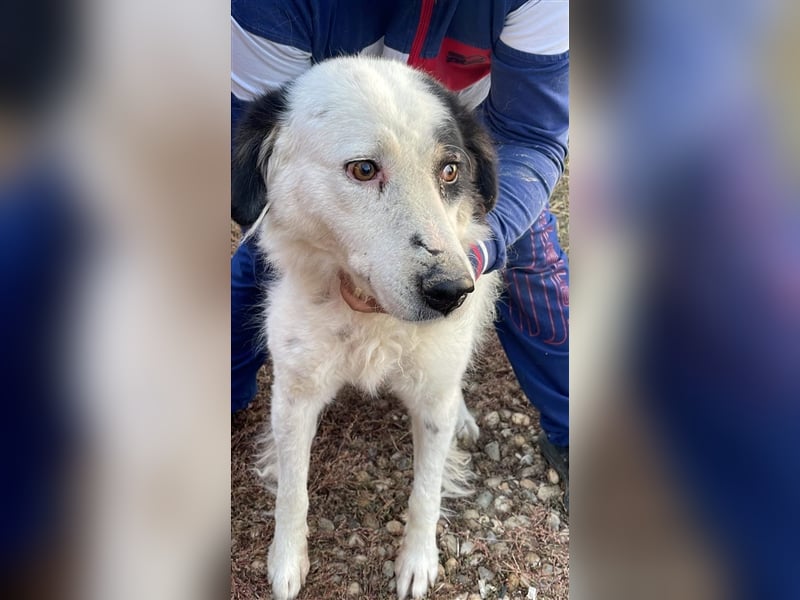 Bianca - sucht ihren Retter