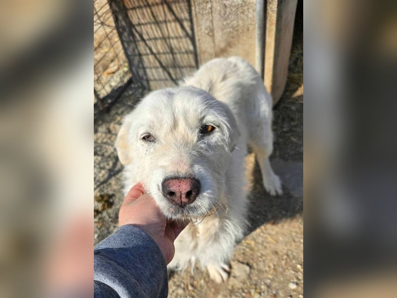 Snowy wartet sehnsüchtig