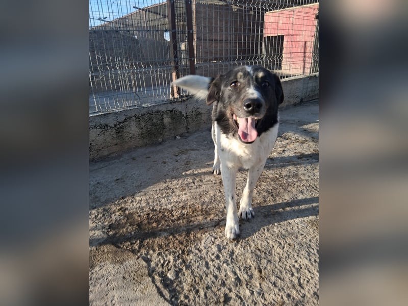 Joschi - trauriges Schicksal