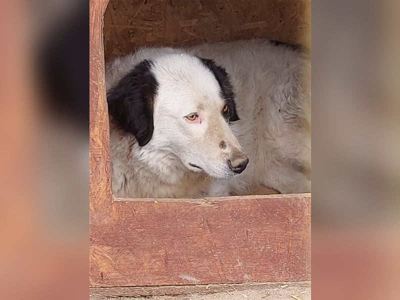 Bianca - sanfte Seele sucht ein liebevolles Zuhause