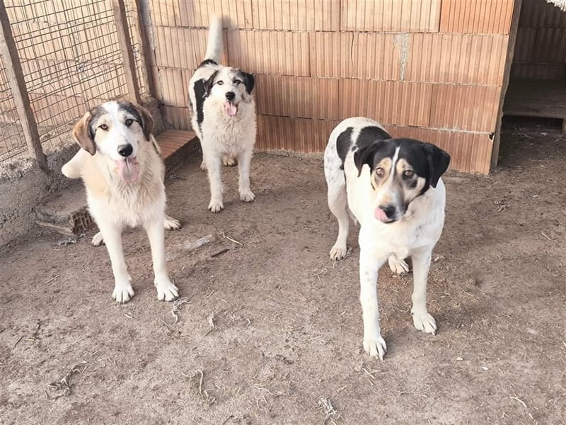 Fleurie - Endstation Shelter?