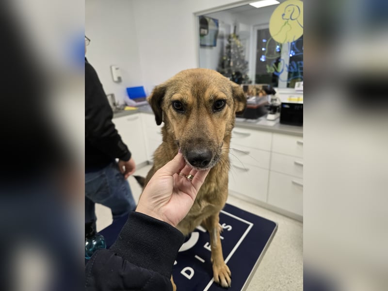 Jessy - sanft und freundlich