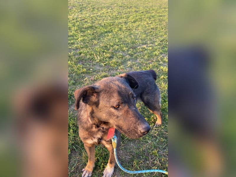 Buddy - liebt Menschen