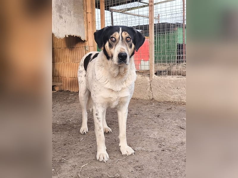 Fleurie - Endstation Shelter?