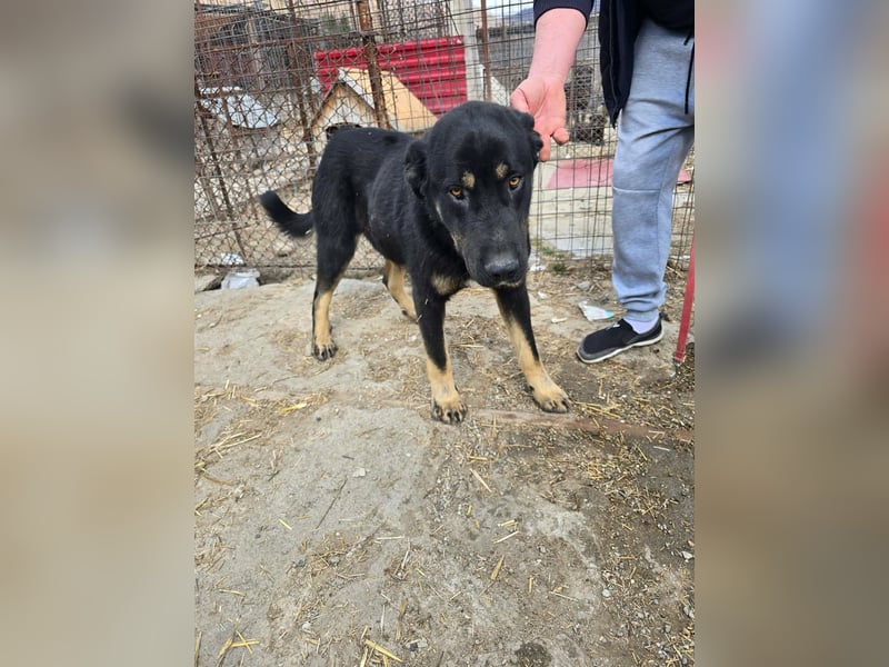 Murphy - freundlich und verschmust