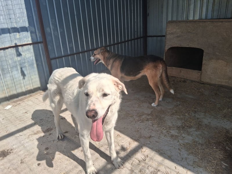 Glorie - von ihrem Besitzer ausgesetzt Glorie - von ihrem Besitzer ausgesetzt