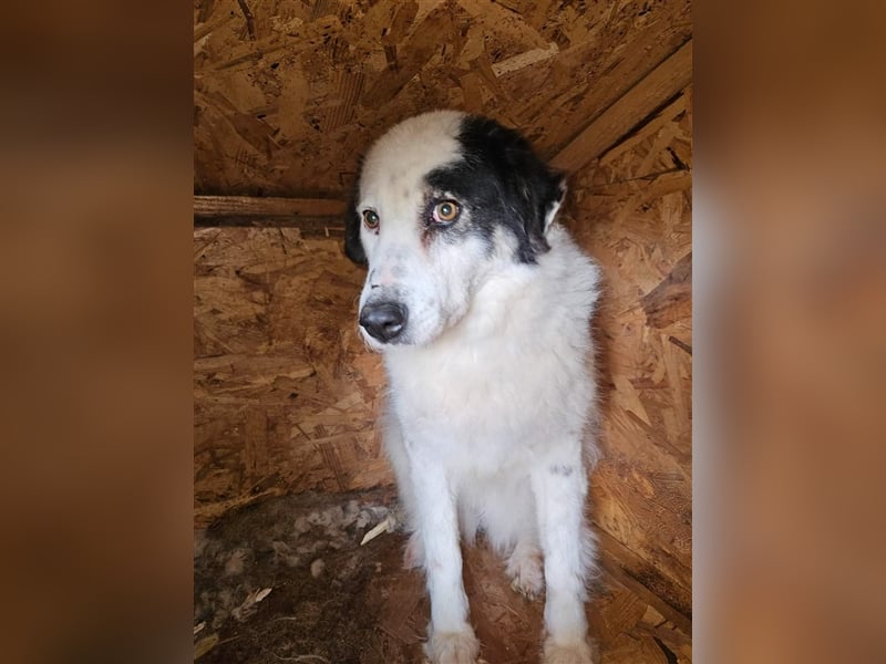 Bianca - sanfte Seele sucht ein liebevolles Zuhause