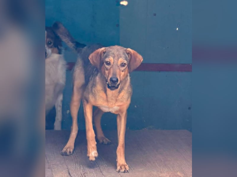 Melody  - Profi gesucht