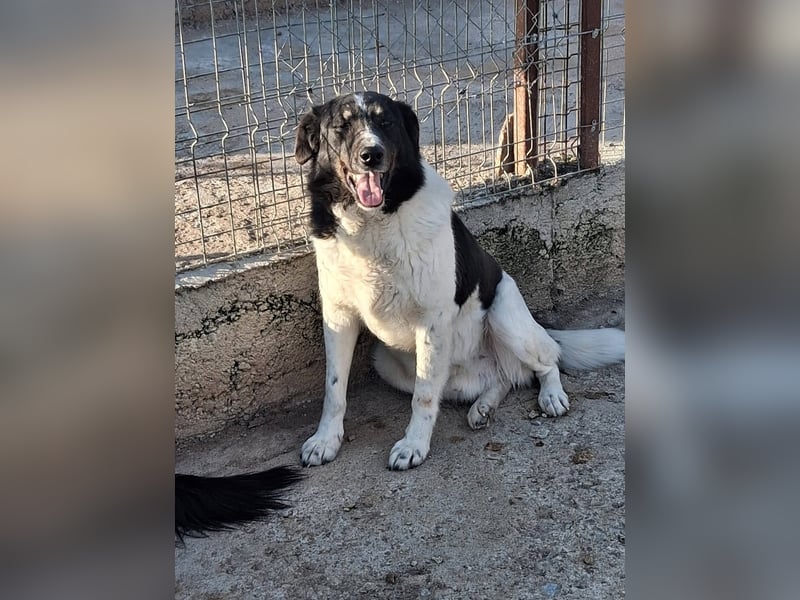 Joschi - trauriges Schicksal