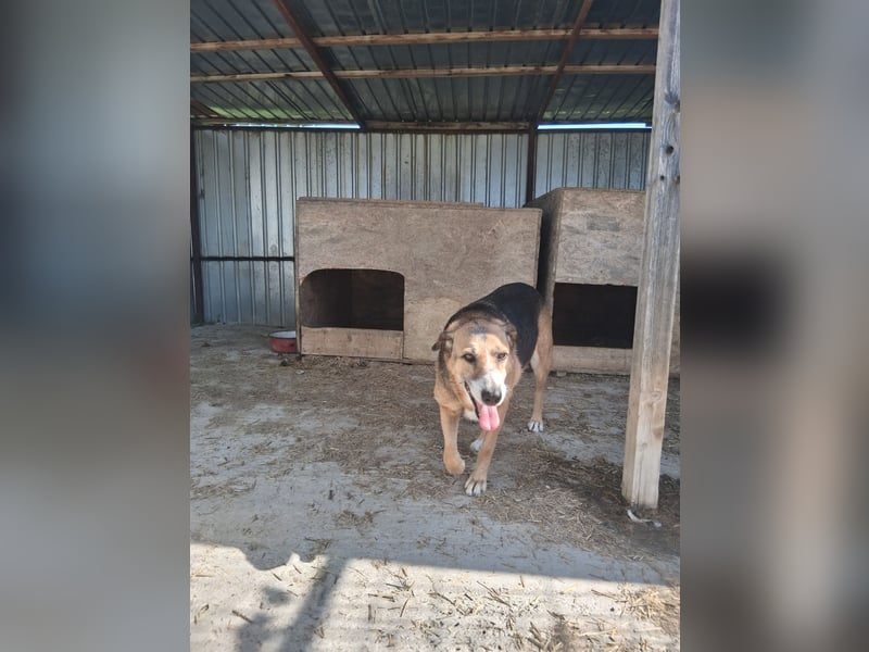 Glorie - von ihrem Besitzer ausgesetzt Glorie - von ihrem Besitzer ausgesetzt