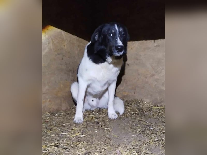 Joschi - seit 4 Jahren im Shelter