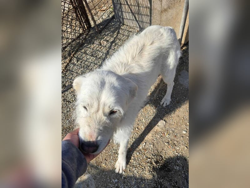 Snowy wartet sehnsüchtig