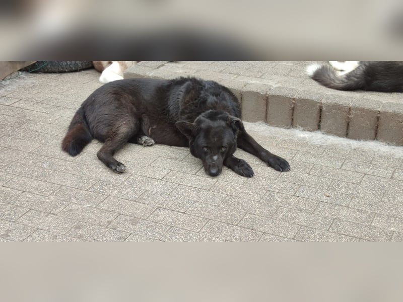 Raven - lieber Anfängerhund