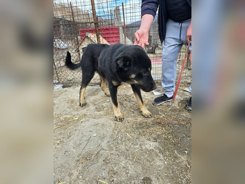 Murphy - freundlich und verschmust