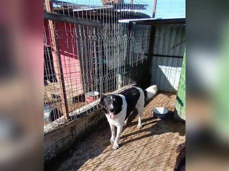 Joschi - seit 4 Jahren im Shelter