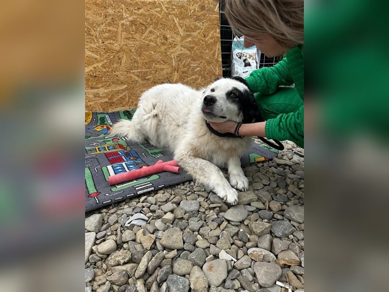 Bianca - sucht ihren Retter