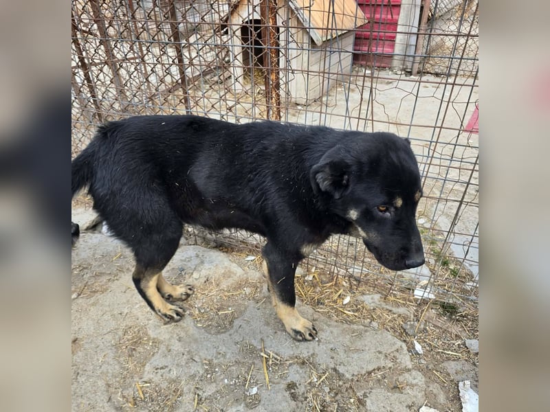 Murphy - freundlich und verschmust