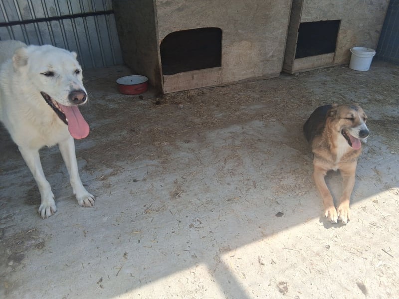 Glorie - von ihrem Besitzer ausgesetzt Glorie - von ihrem Besitzer ausgesetzt