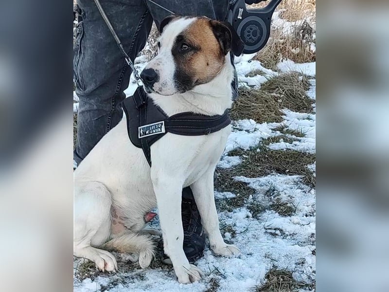 Louan - sehr menschenbezogen und verschmust