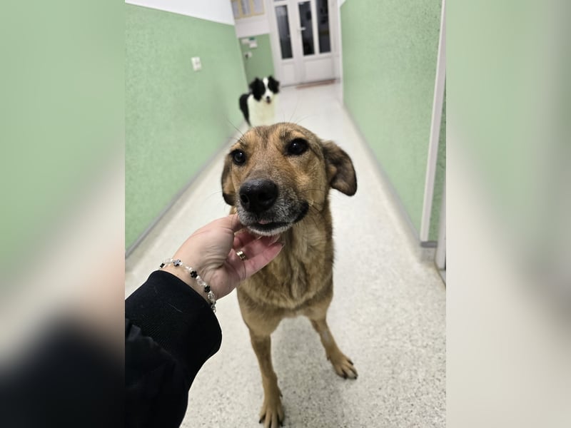 Jessy - sanft und freundlich