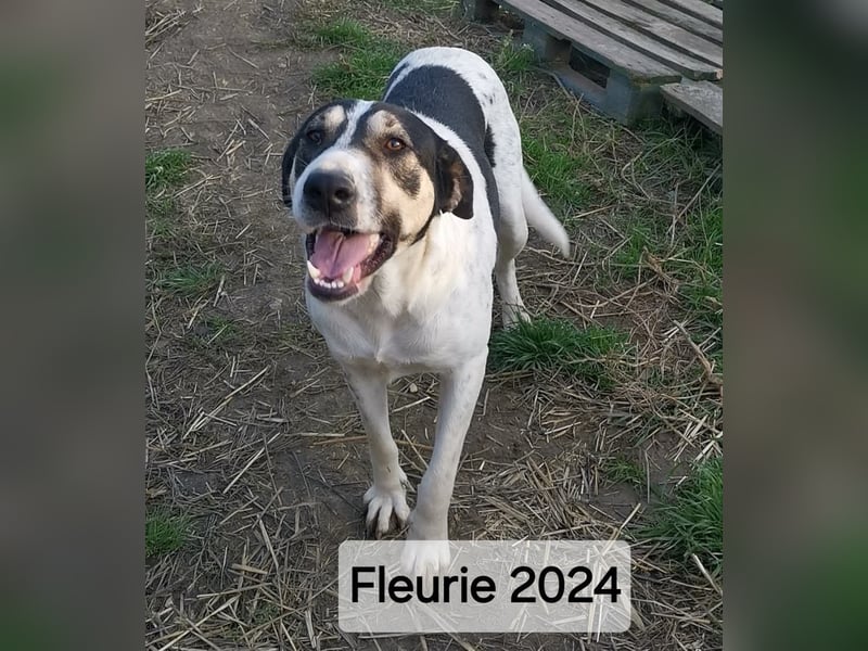Fleurie - gibt die Hoffnung auf