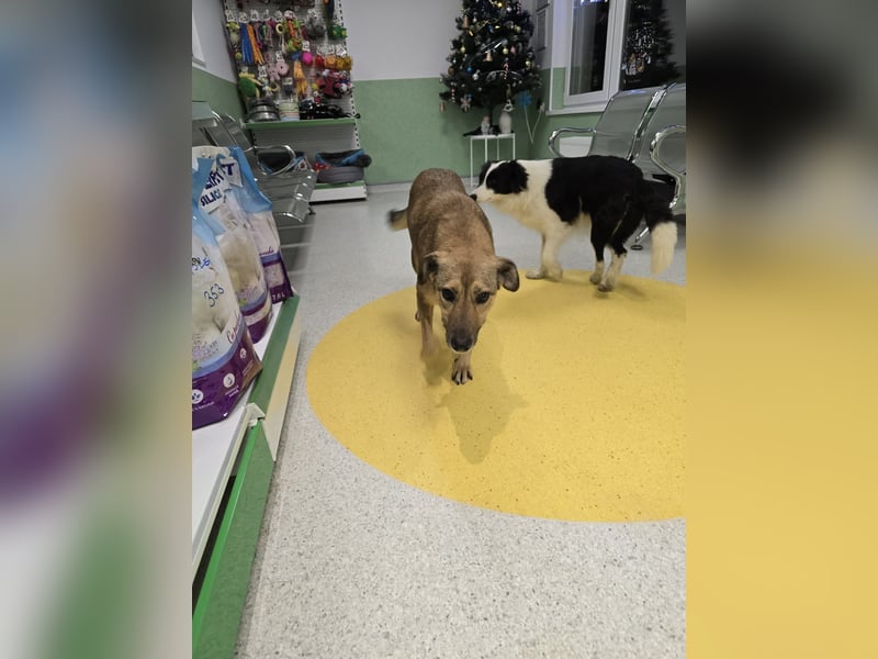 Jessy - sanft und freundlich