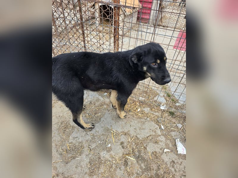 Murphy - freundlich und verschmust