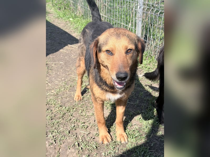 Nathan - ein Herzenshund