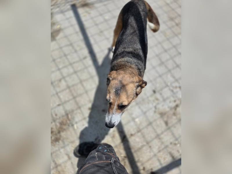 Glorie - von ihrem Besitzer ausgesetzt Glorie - von ihrem Besitzer ausgesetzt