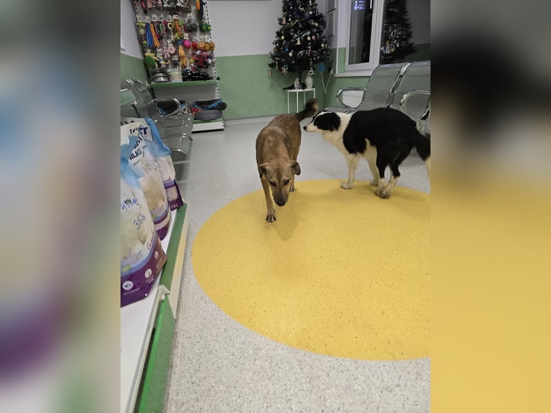 Jessy - sanft und freundlich