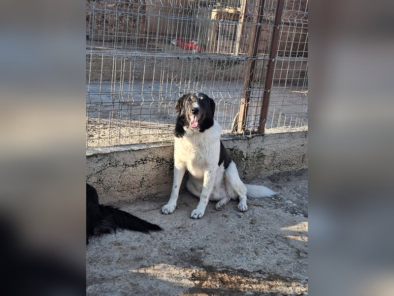 Joschi - trauriges Schicksal