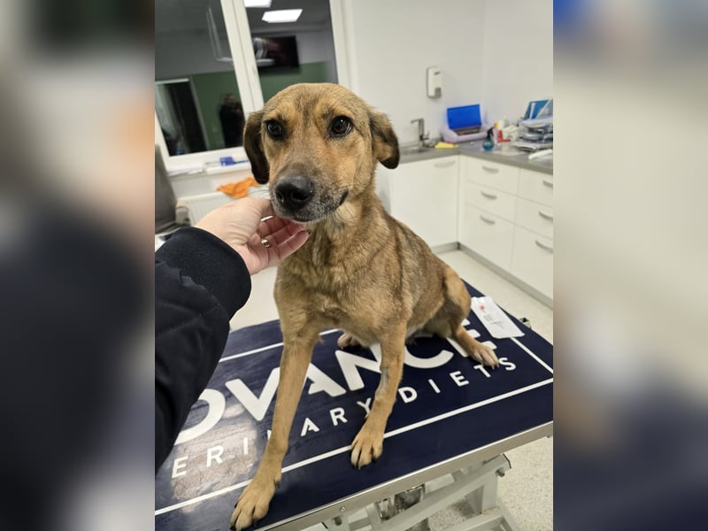 Jessy - sanft und freundlich