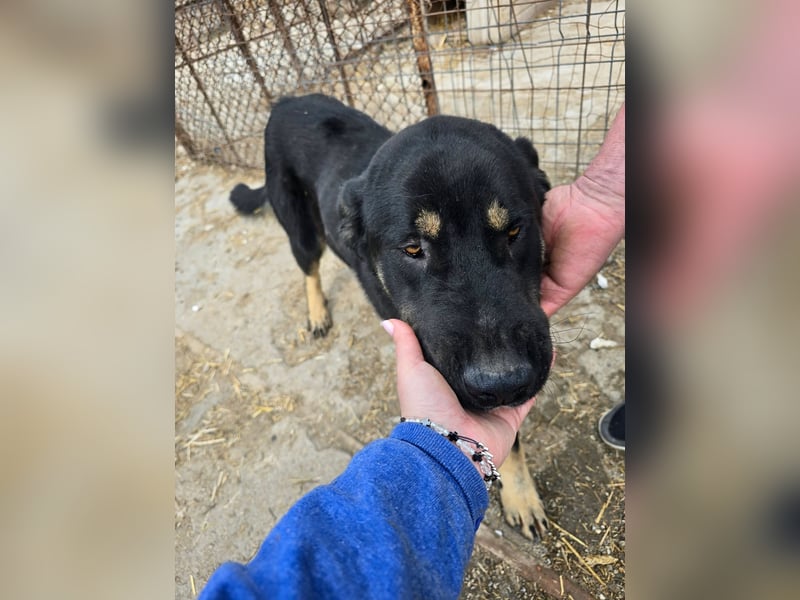 Murphy - freundlich und verschmust