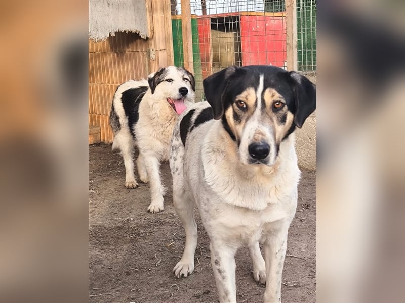 Fleurie - Endstation Shelter?
