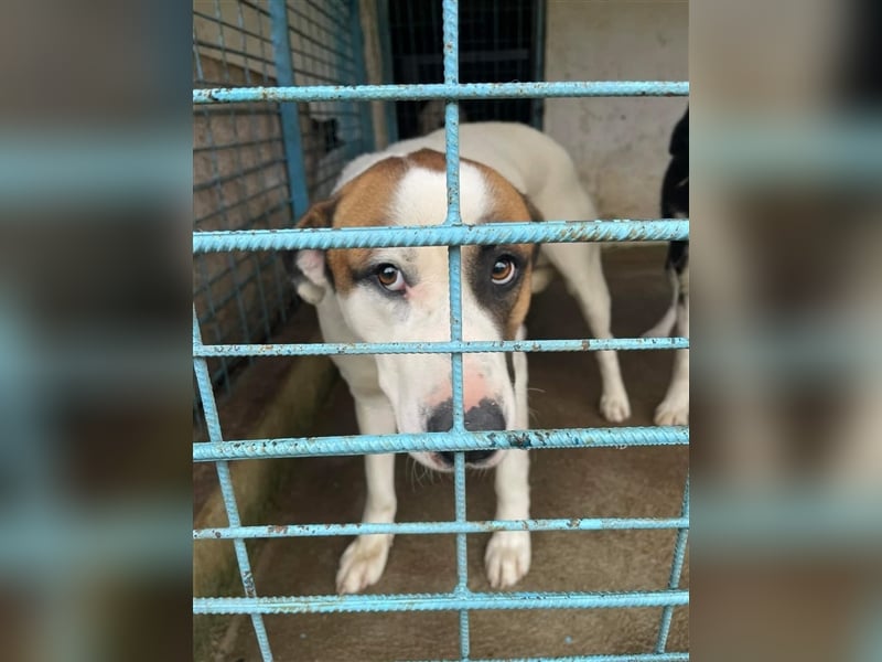 Louan - sehr menschenbezogen und verschmust