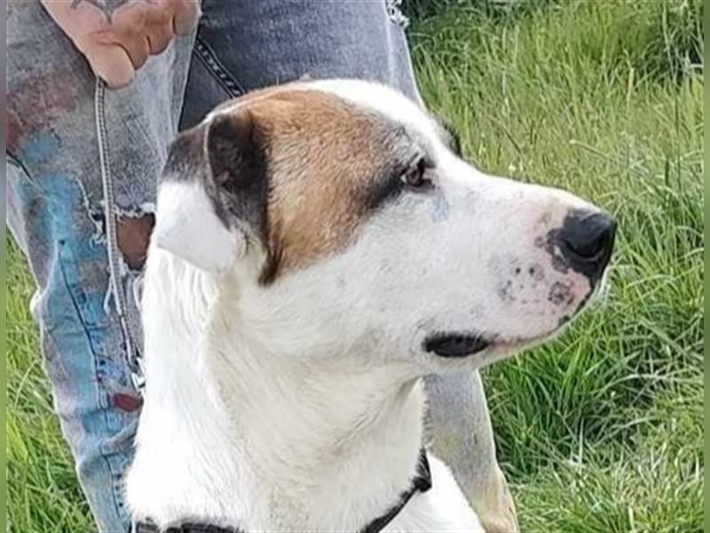 Louan - sehr menschenbezogen und verschmust