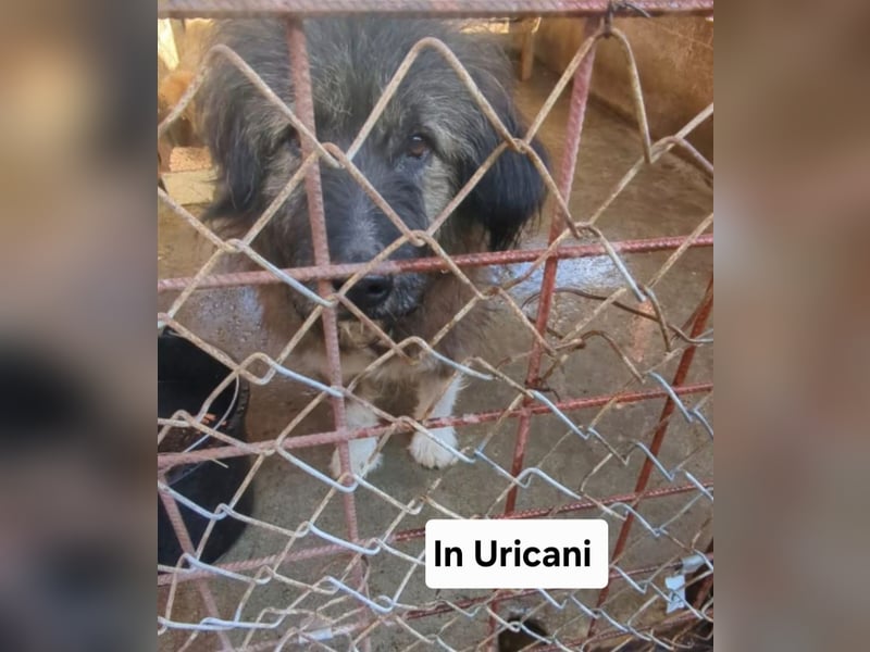 Emil - lieber Hundeopi aus der Tötung