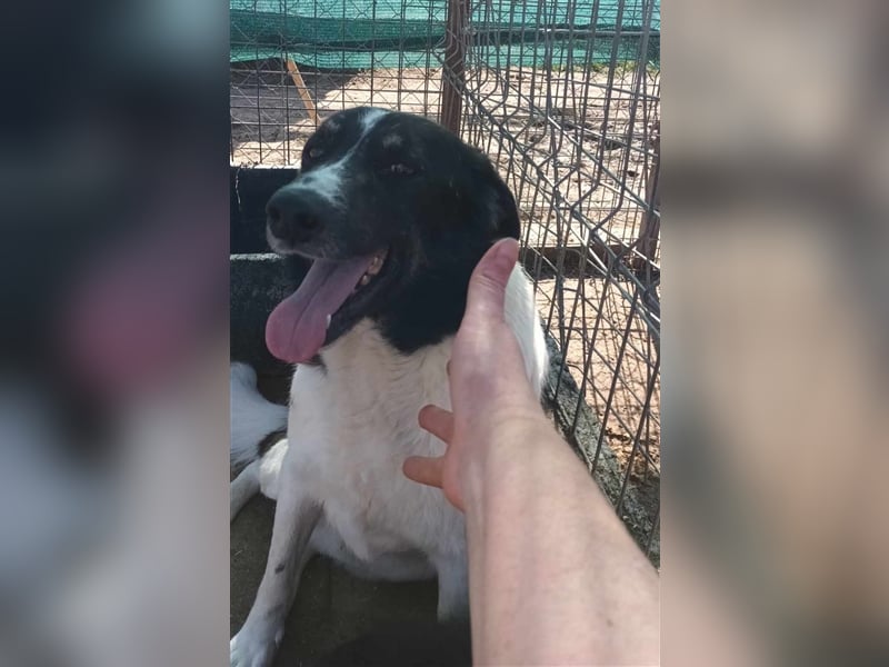 Joschi - seit 4 Jahren im Shelter