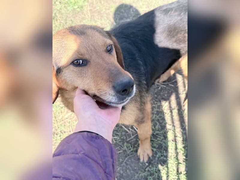Nathan - ein Herzenshund