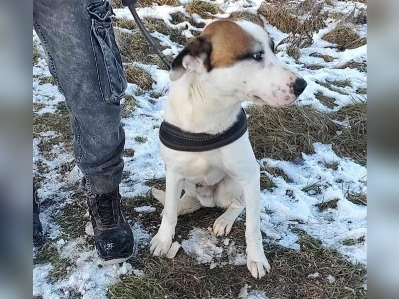 Louan - sehr menschenbezogen und verschmust