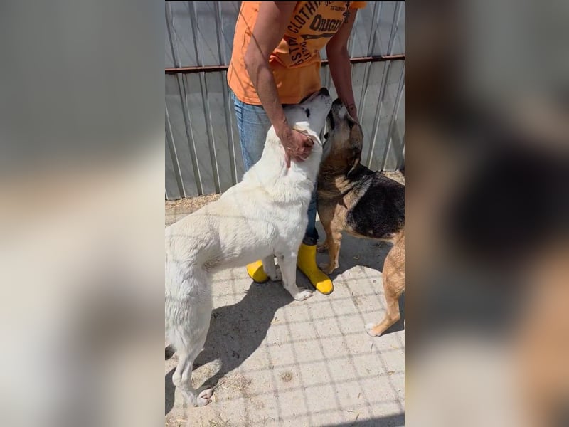 Glorie - von ihrem Besitzer ausgesetzt Glorie - von ihrem Besitzer ausgesetzt