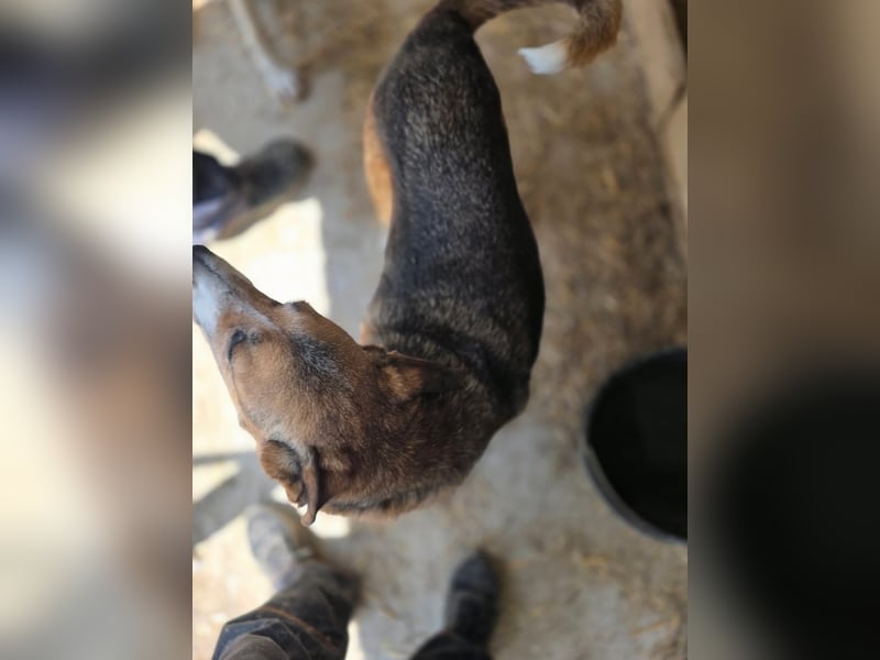 Glorie - von ihrem Besitzer ausgesetzt Glorie - von ihrem Besitzer ausgesetzt