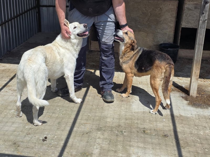 Glorie - von ihrem Besitzer ausgesetzt Glorie - von ihrem Besitzer ausgesetzt