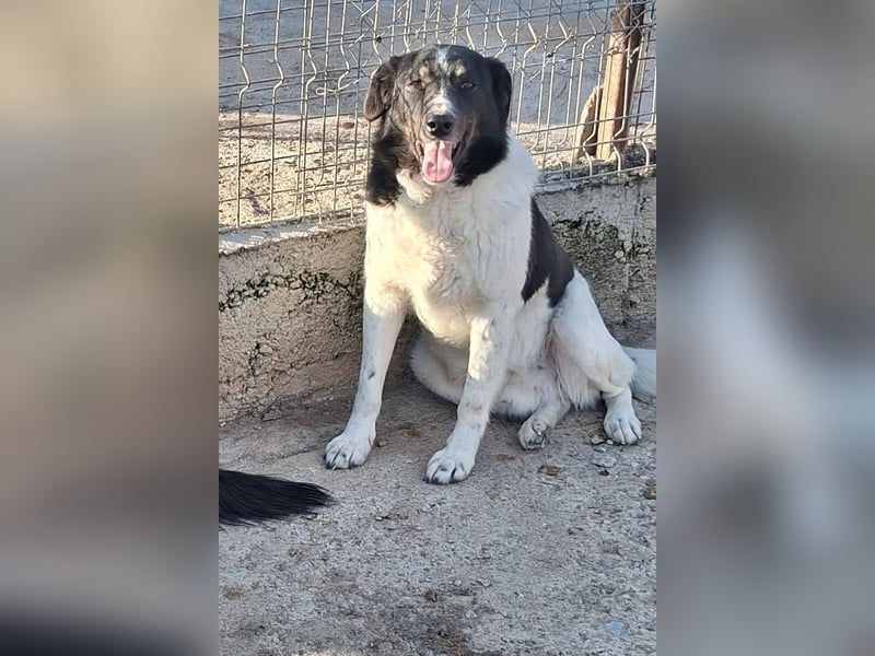 Joschi - trauriges Schicksal