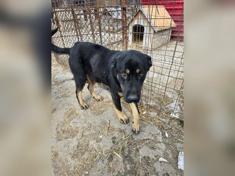 Murphy - freundlich und verschmust