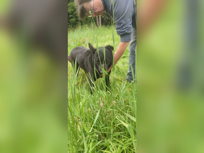 Raven - lieber Anfängerhund